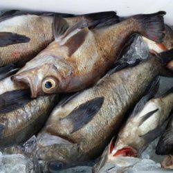 オーフリー 釣果