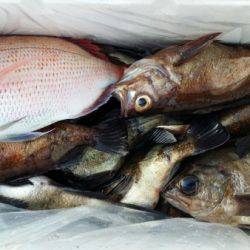 オーフリー 釣果