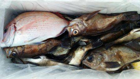 オーフリー 釣果