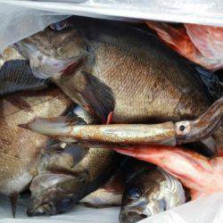 オーフリー 釣果