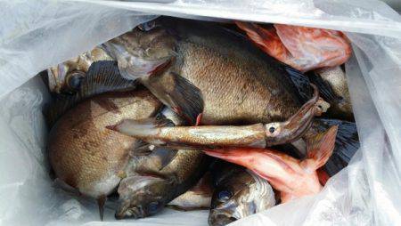 オーフリー 釣果