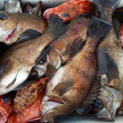 オーフリー 釣果