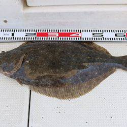 松本釣船２ 釣果