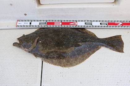 松本釣船２ 釣果