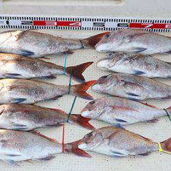 松本釣船２ 釣果