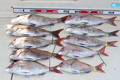 松本釣船２ 釣果