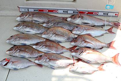 松本釣船２ 釣果