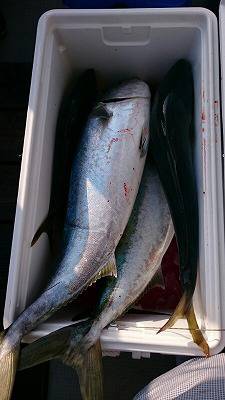 海龍丸(福岡) 釣果