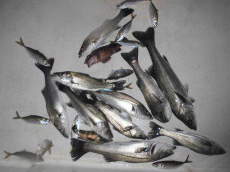 ルアー船マヒマヒ 釣果