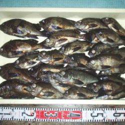 朝日丸 釣果