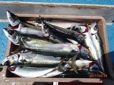 七福丸 釣果