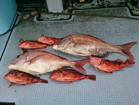 第二常豊丸 釣果