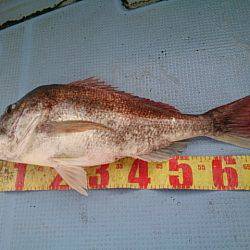 第二常豊丸 釣果