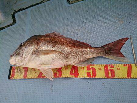 第二常豊丸 釣果