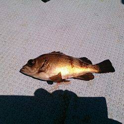 第二常豊丸 釣果