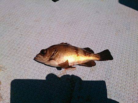 第二常豊丸 釣果