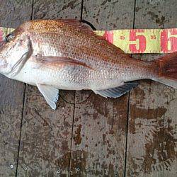 第二常豊丸 釣果