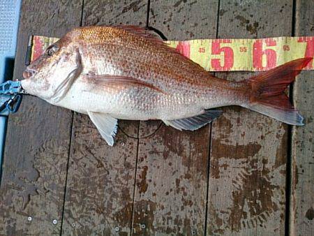 第二常豊丸 釣果