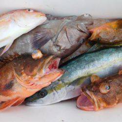 第二一之紀丸（ダイニイチノキマル） 釣果