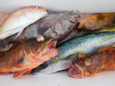 第二一之紀丸（ダイニイチノキマル） 釣果