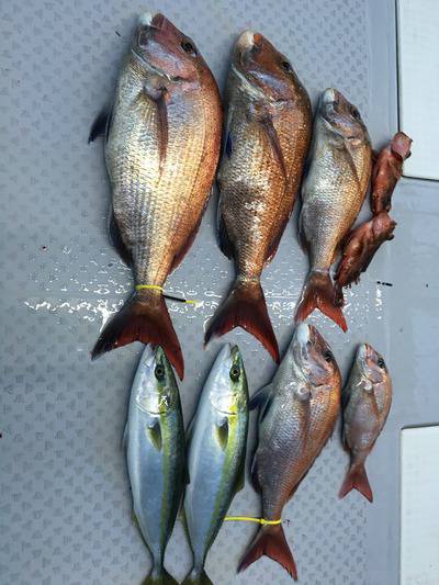 ミタチ丸 釣果