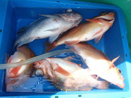 第二むつ漁丸 釣果