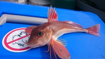 IDATEN（イダテン） 釣果