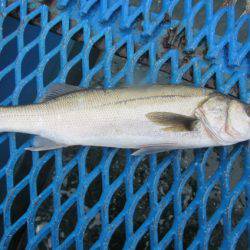 オリジナルメーカー海づり公園(市原市海づり施設) 釣果