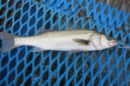 オリジナルメーカー海づり公園(市原市海づり…