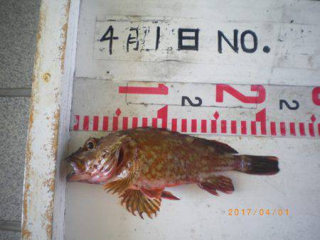 姫路市立遊魚センター 釣果