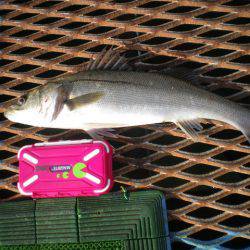 オリジナルメーカー海づり公園(市原市海づり施設) 釣果