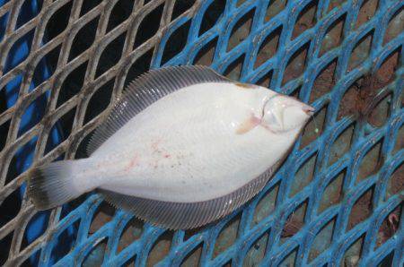 オリジナルメーカー海づり公園(市原市海づり…