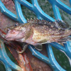 オリジナルメーカー海づり公園(市原市海づり施設) 釣果