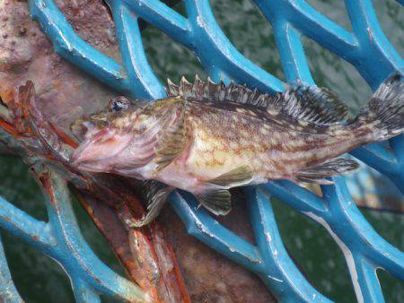 オリジナルメーカー海づり公園(市原市海づり施設) 釣果