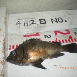 姫路市立遊魚センター 釣果