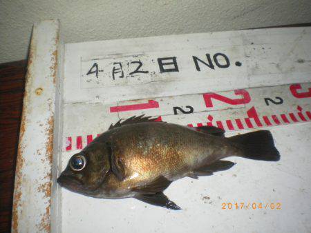 姫路市立遊魚センター 釣果