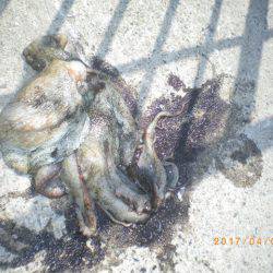 姫路市立遊魚センター 釣果