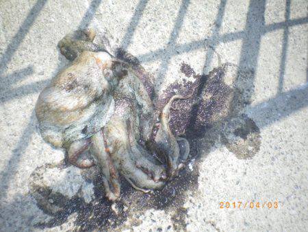 姫路市立遊魚センター 釣果