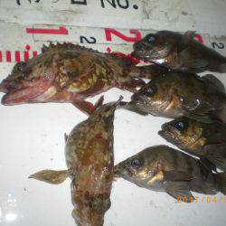 姫路市立遊魚センター 釣果