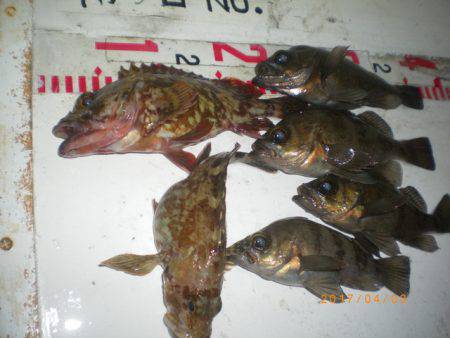 姫路市立遊魚センター 釣果