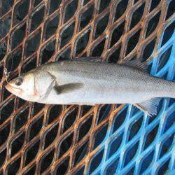 オリジナルメーカー海づり公園(市原市海づり施設) 釣果