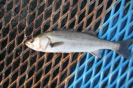 オリジナルメーカー海づり公園(市原市海づり…