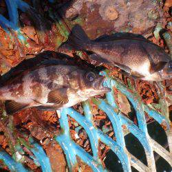 オリジナルメーカー海づり公園(市原市海づり施設) 釣果