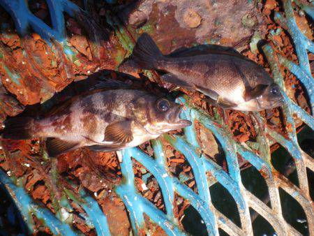 オリジナルメーカー海づり公園(市原市海づり施設) 釣果