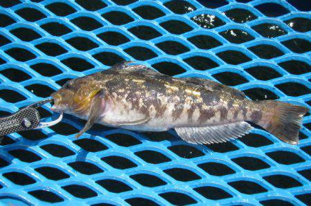 オリジナルメーカー海づり公園(市原市海づり施設) 釣果