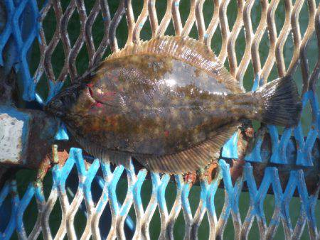 オリジナルメーカー海づり公園(市原市海づり施設) 釣果