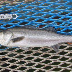 オリジナルメーカー海づり公園(市原市海づり施設) 釣果
