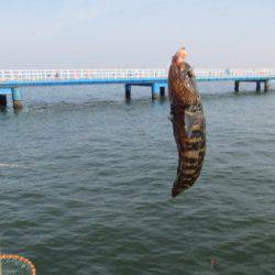オリジナルメーカー海づり公園(市原市海づり施設) 釣果
