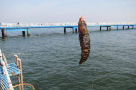 オリジナルメーカー海づり公園(市原市海づり施設) 釣果