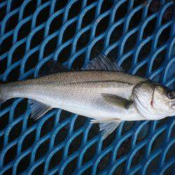 オリジナルメーカー海づり公園(市原市海づり施設) 釣果